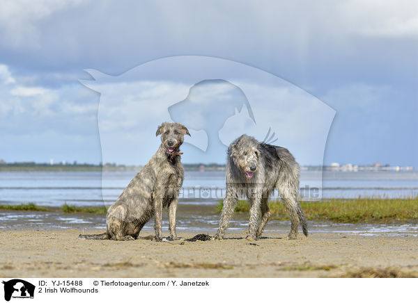 2 Irische Wolfshunde / 2 Irish Wolfhounds / YJ-15488