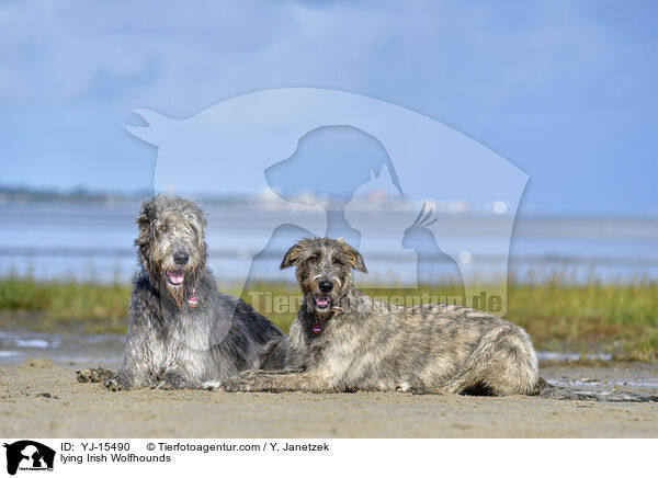 liegende Irische Wolfshunde / lying Irish Wolfhounds / YJ-15490