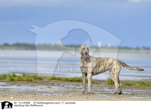 stehender Irischer Wolfshund / standing Irish Wolfhound / YJ-15498