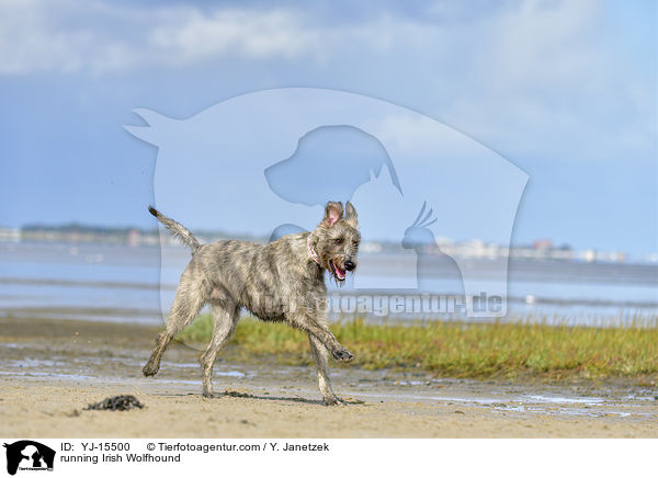 rennender Irischer Wolfshund / running Irish Wolfhound / YJ-15500