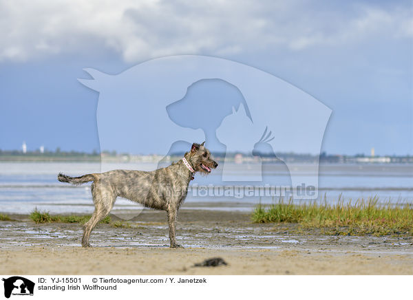 stehender Irischer Wolfshund / standing Irish Wolfhound / YJ-15501