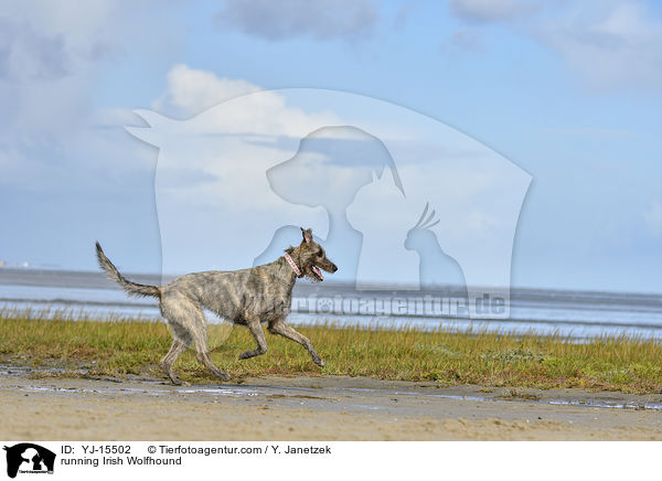 rennender Irischer Wolfshund / running Irish Wolfhound / YJ-15502