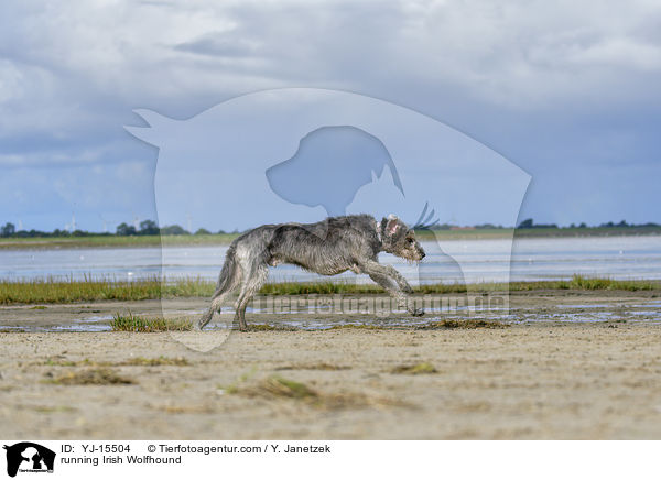 rennender Irischer Wolfshund / running Irish Wolfhound / YJ-15504
