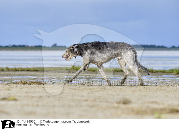 rennender Irischer Wolfshund / running Irish Wolfhound / YJ-15506