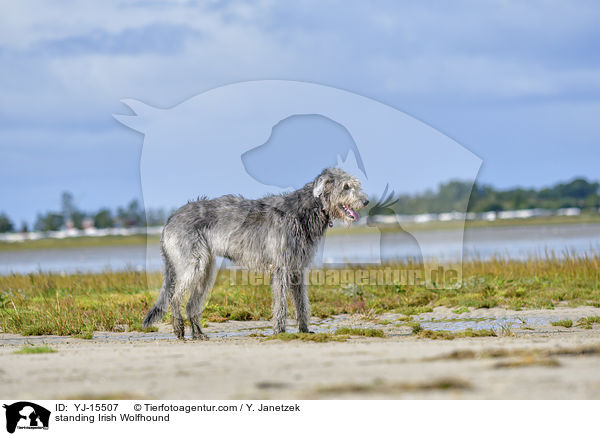 stehender Irischer Wolfshund / standing Irish Wolfhound / YJ-15507