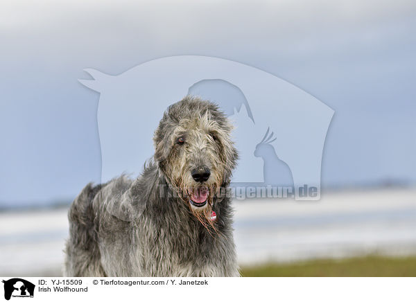 Irischer Wolfshund / Irish Wolfhound / YJ-15509