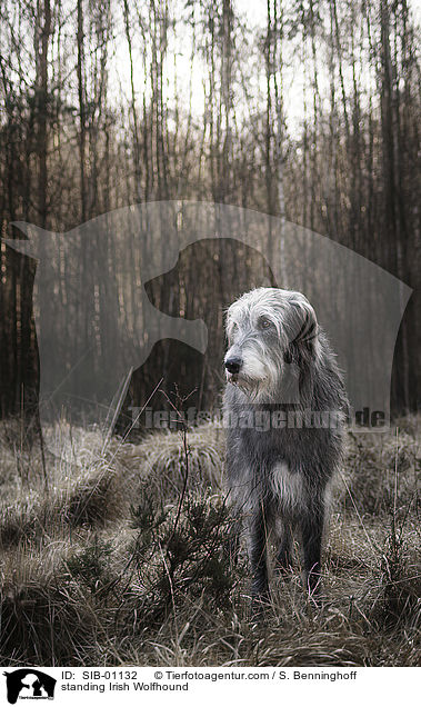 stehender Irischer Wolfshund / standing Irish Wolfhound / SIB-01132