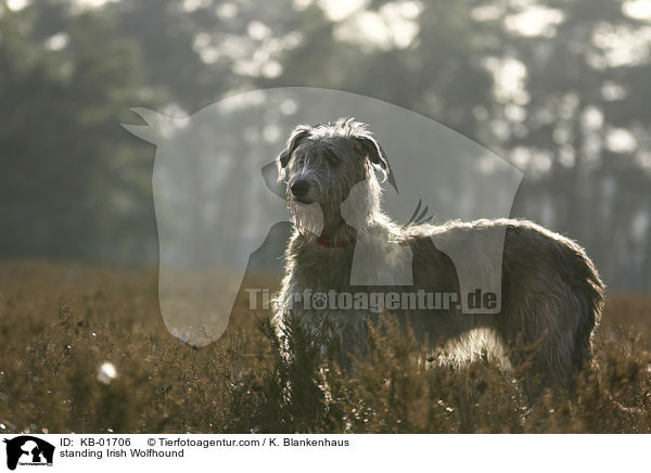 stehender Irischer Wolfshund / standing Irish Wolfhound / KB-01706