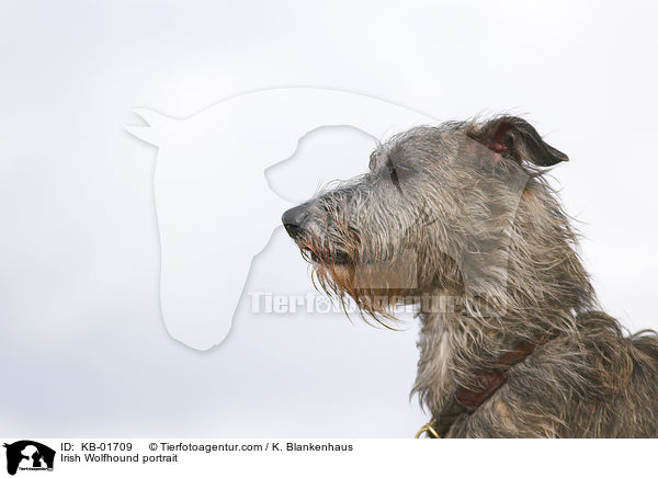 Irischer Wolfshund Portrait / Irish Wolfhound portrait / KB-01709