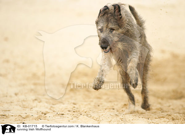 rennender Irischer Wolfshund / running Irish Wolfhound / KB-01715