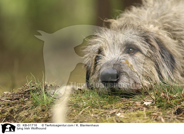 liegender Irischer Wolfshund / lying Irish Wolfhound / KB-01716