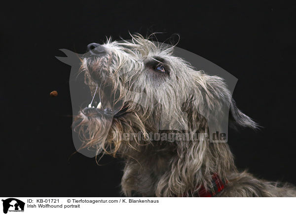 Irischer Wolfshund Portrait / Irish Wolfhound portrait / KB-01721