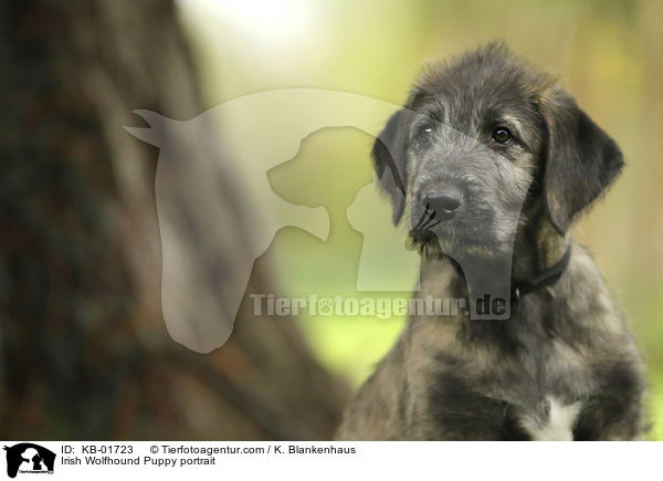 Irischer Wolfshund Welpe Portrait / Irish Wolfhound Puppy portrait / KB-01723