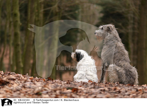 Irischer Wolfshund und Tibet-Terrier / sighthound and Tibetan Terrier / KB-02344