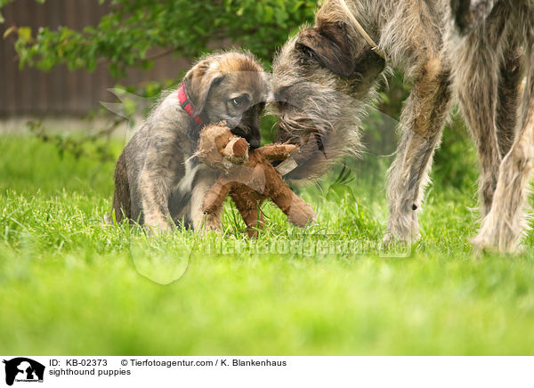 Irische Wolfshund Welpen / sighthound puppies / KB-02373