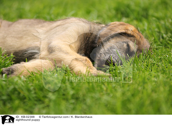 Irischer Wolfshund Welpe / sighthound puppy / KB-02388