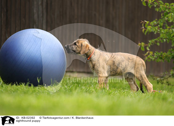 Irischer Wolfshund Welpe / sighthound puppy / KB-02392