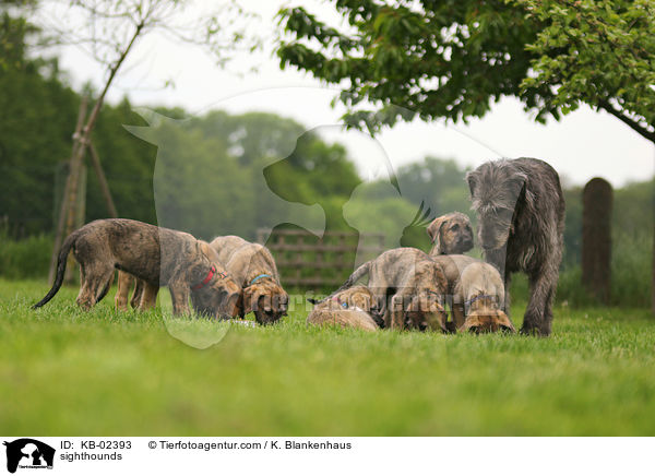 Irische Wolfshunde / sighthounds / KB-02393