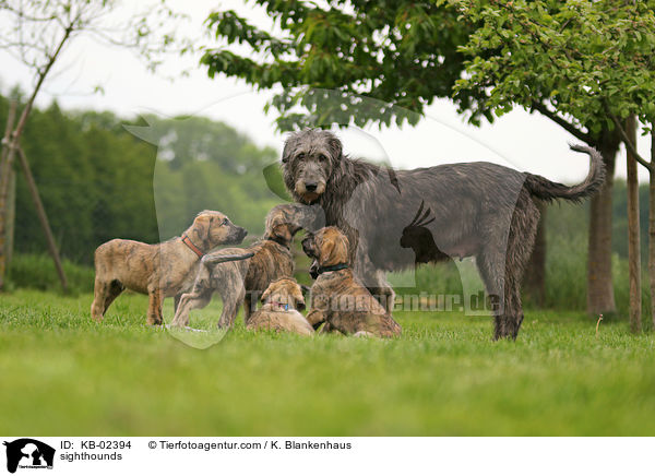 Irische Wolfshunde / sighthounds / KB-02394
