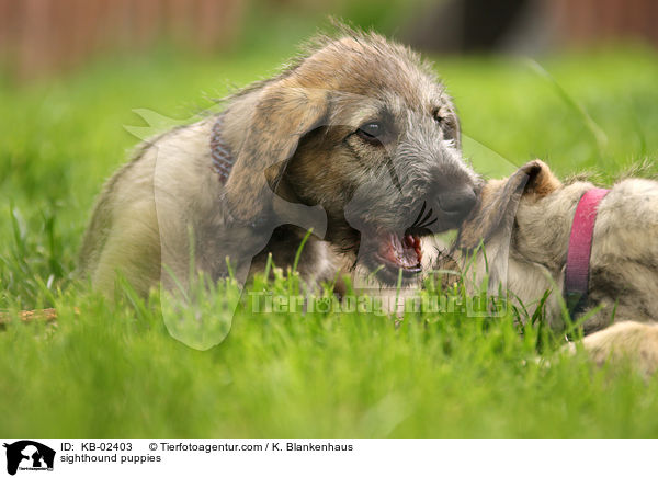 Irische Wolfshund Welpen / sighthound puppies / KB-02403