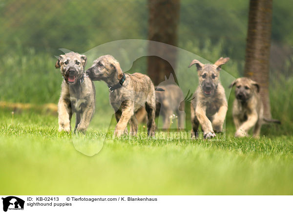 Irische Wolfshund Welpen / sighthound puppies / KB-02413