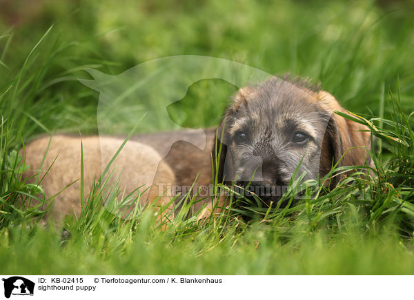 Irischer Wolfshund Welpe / sighthound puppy / KB-02415