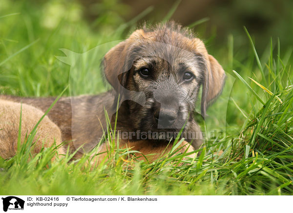 Irischer Wolfshund Welpe / sighthound puppy / KB-02416