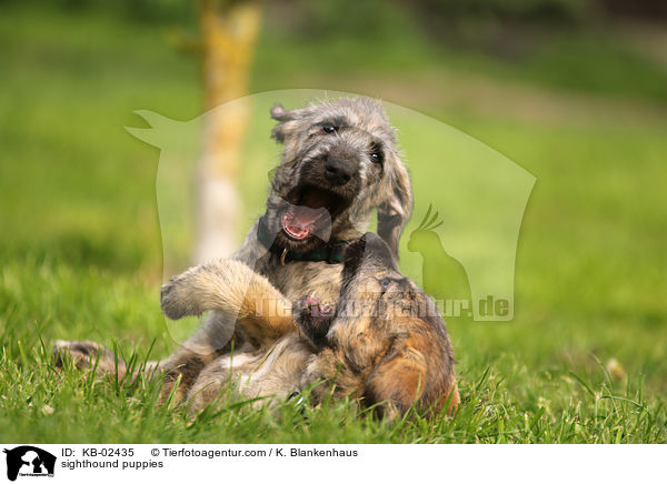 Irische Wolfshund Welpen / sighthound puppies / KB-02435