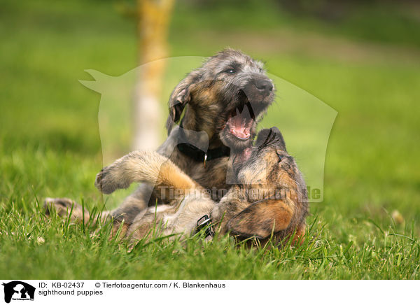 Irische Wolfshund Welpen / sighthound puppies / KB-02437