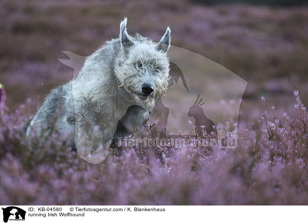 rennender Irischer Wolfshund / running Irish Wolfhound / KB-04580