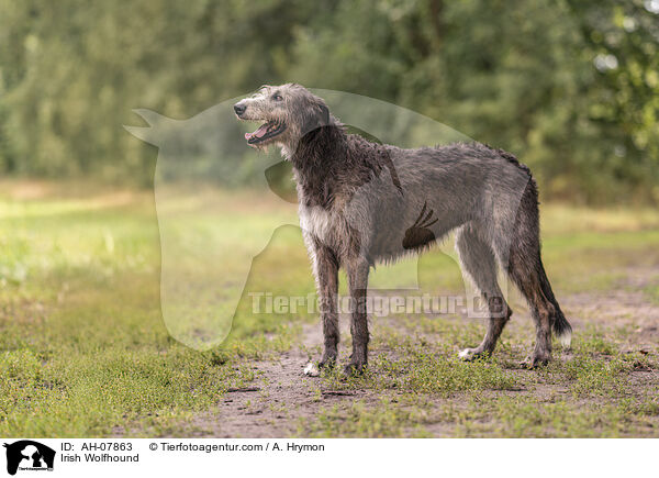 Irischer Wolfshund / Irish Wolfhound / AH-07863