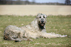 Irish Wolfhound