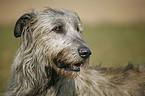 Irish Wolfhound