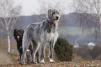 Irish Wolfhound and Mongrel