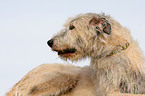 Irish Wolfhound Portrait