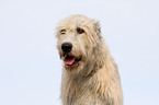 Irish Wolfhound Portrait