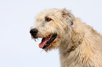 Irish Wolfhound Portrait