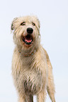 Irish Wolfhound Portrait