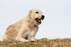 Irish Wolfhound