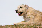 Irish Wolfhound