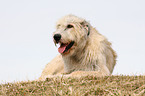 Irish Wolfhound