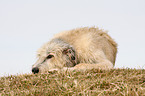 Irish Wolfhound