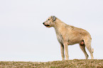 Irish Wolfhound