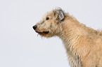 Irish Wolfhound Portrait