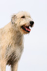 Irish Wolfhound Portrait