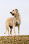 Irish Wolfhound