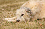 Irish Wolfhound