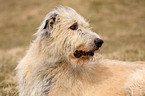 Irish Wolfhound Portrait