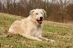 Irish Wolfhound