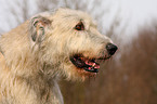 Irish Wolfhound Portrait